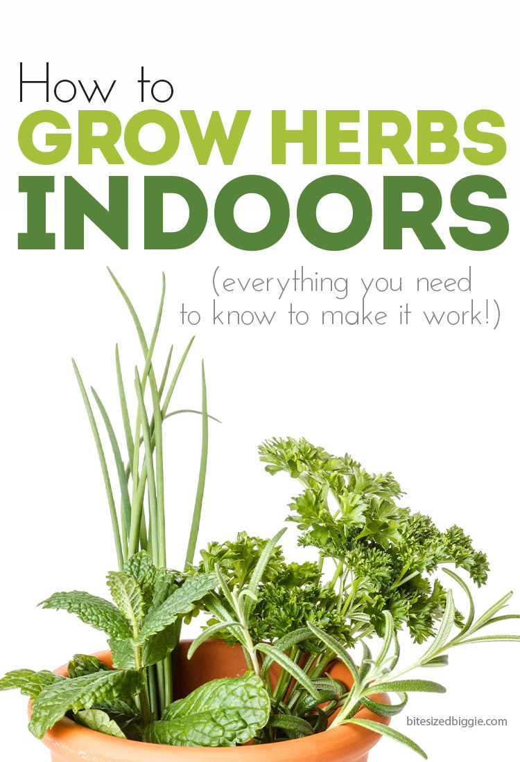 How to grow herbs INDOORS! Which ones grow well indoors, where to put them, how to plant them!