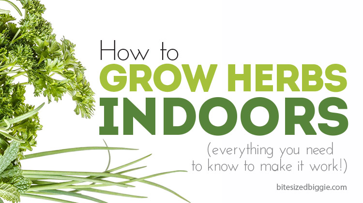 How to grow herbs INDOORS! Which ones grow well indoors, where to put them, what to plant them in, how to plant them!