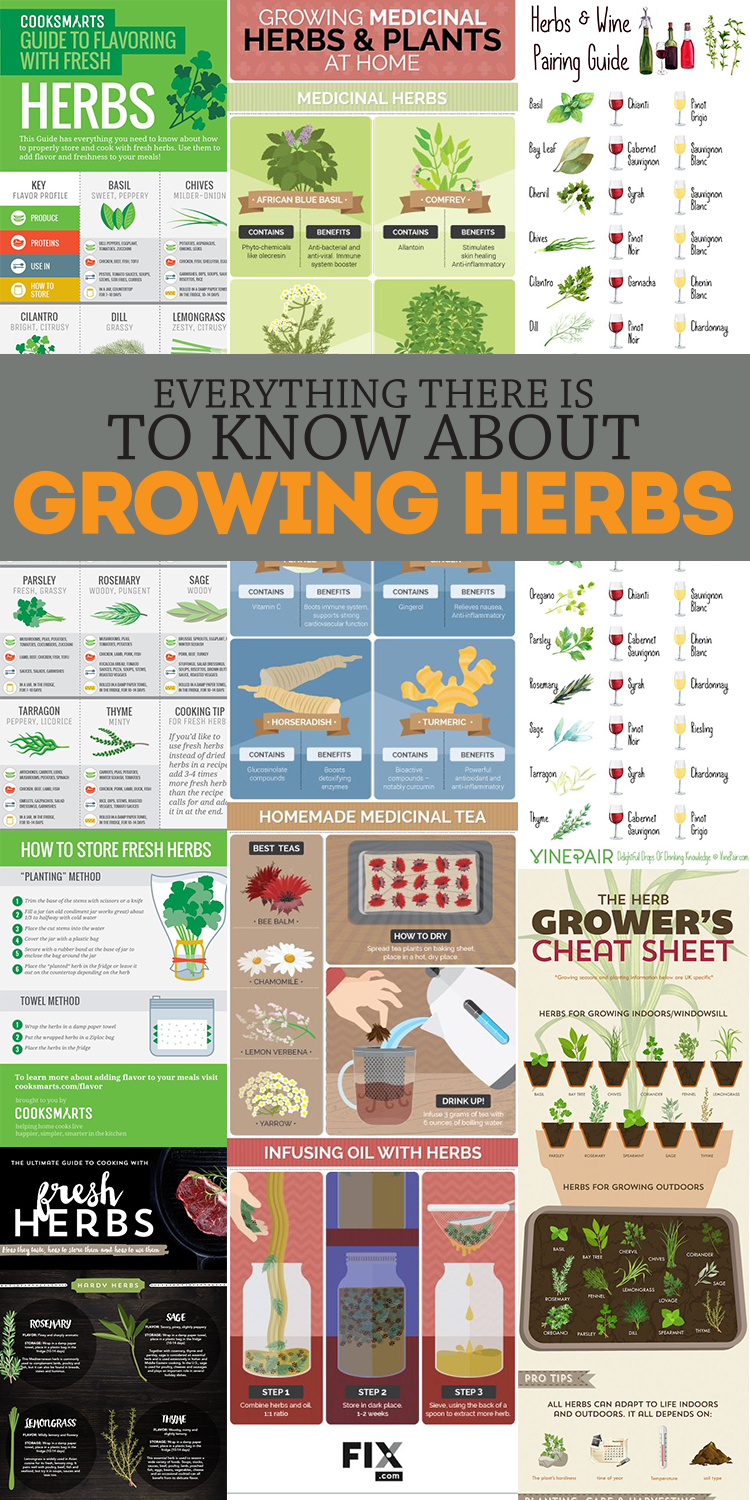Everything you need to know about growing herbs in handy infographic form! So helpful!