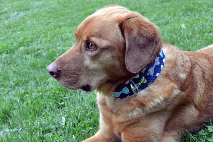close-up-dog-wearing-collar