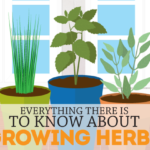 How to Grow an Herb Garden